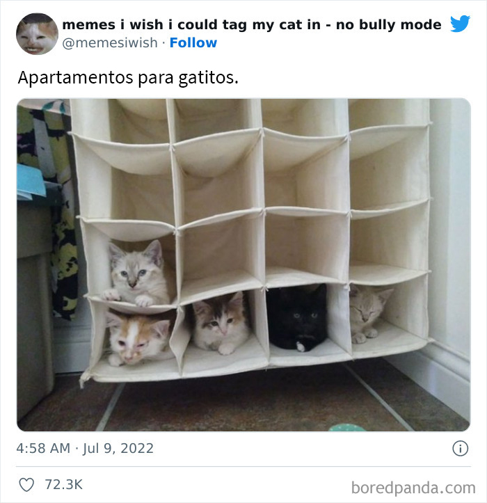 50 Hilarious Posts From The “Memes I Wish I Could Tag My Cat In” Twitter Account (New Pics)