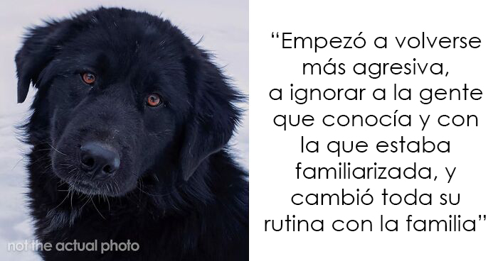Esta persona recoge a su perro del peluquero y se da cuenta de que actúa de forma extraña, hasta que descubre la verdad 4 meses después