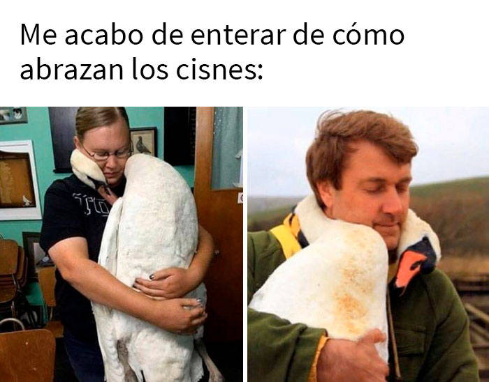 Gracias, adoro cómo abrazan los cisnes