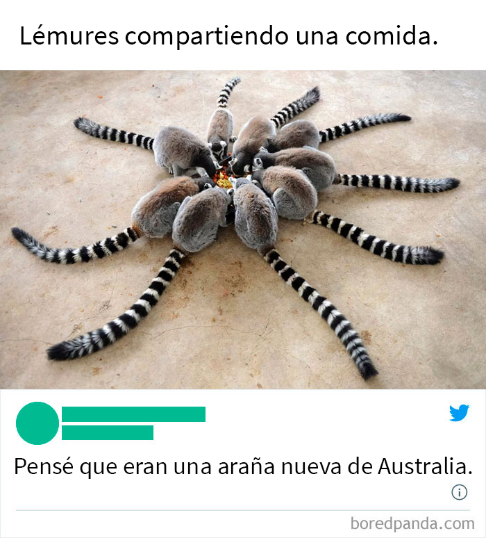 Gracias, adoro a las nuevas arañas australianas