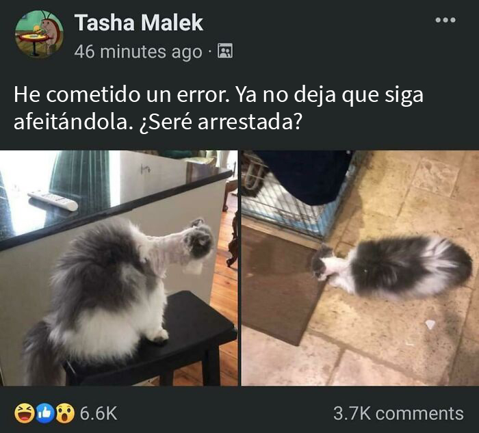 Gracias, odio al gato a medio afeitar