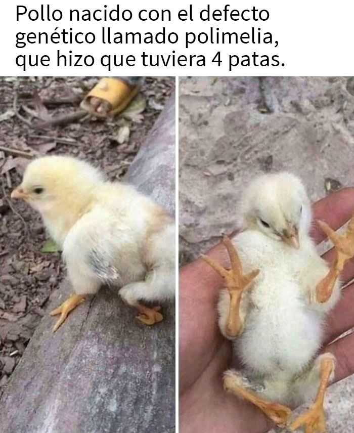 Gracias, odio a este pollo