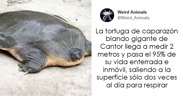 20 Animales que probablemente no hayas visto antes, compartidos en esta cuenta de Twitter