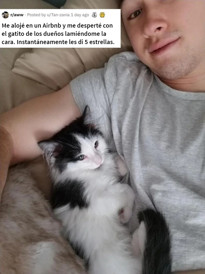 Empezando la mañana con un miau