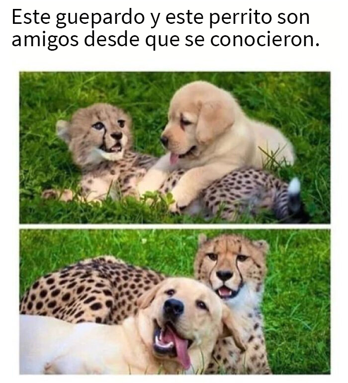 Los mejores amigos