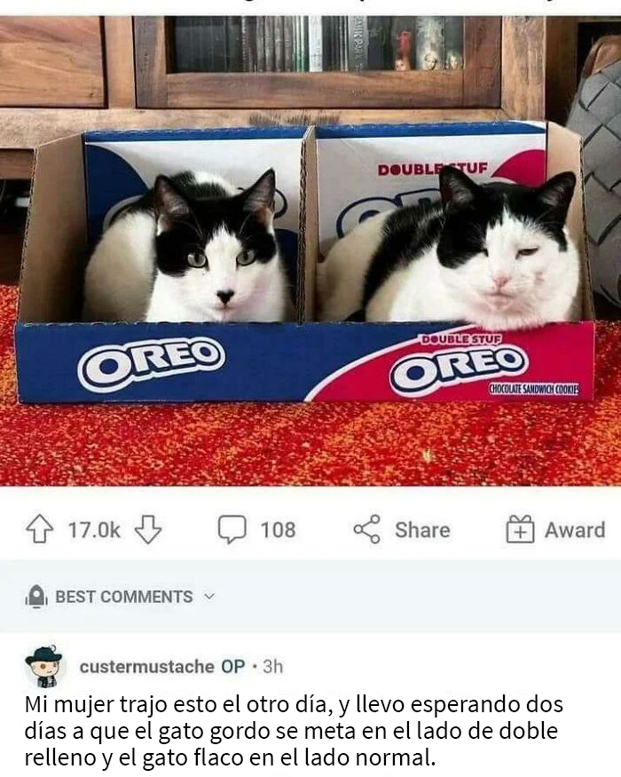 Gato Oreo