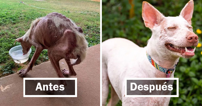 40 Fotos de perros antes y después de ser adoptados que te derretirán el corazón (nuevas fotos)