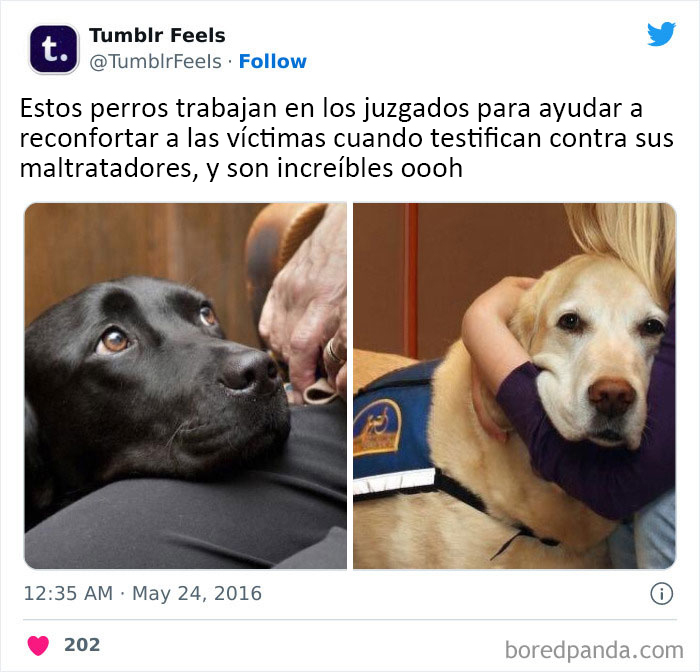 Estaría orgullosísimo de mi perro si consiguiera este trabajo