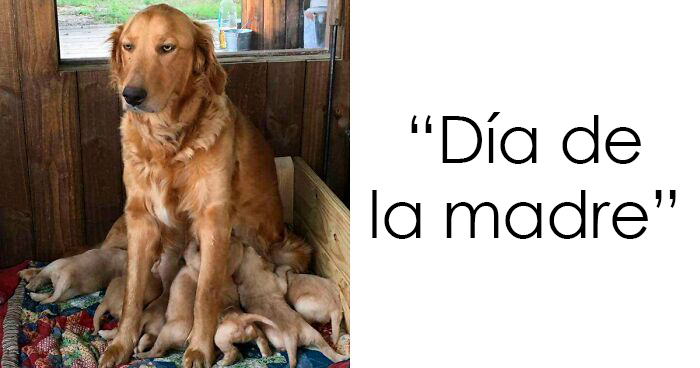 35 Nuevas y divertidas fotos de perros «malfuncionando», compartidas en este grupo online