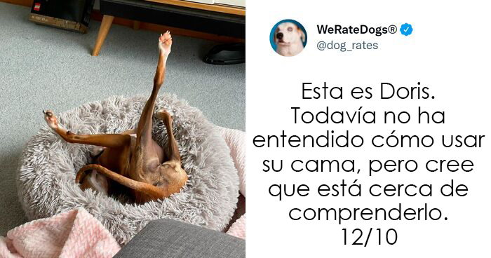 La cuenta de Twitter “WeRateDogs” tiene ya 9 millones de seguidores, y valora a los perros de la gente de forma tan graciosa como adorable (20 imágenes nuevas)
