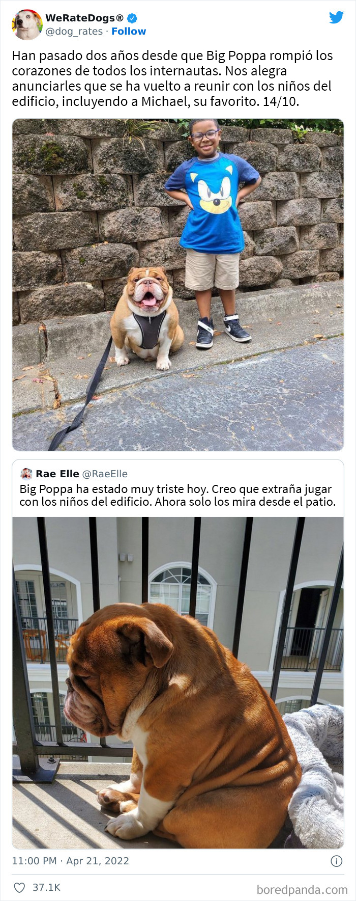 The “WeRateDogs” Twitter Account With 9M Followers Rates People's Dogs, And It's As Hilarious As It Is Wholesome (50 New Pics)