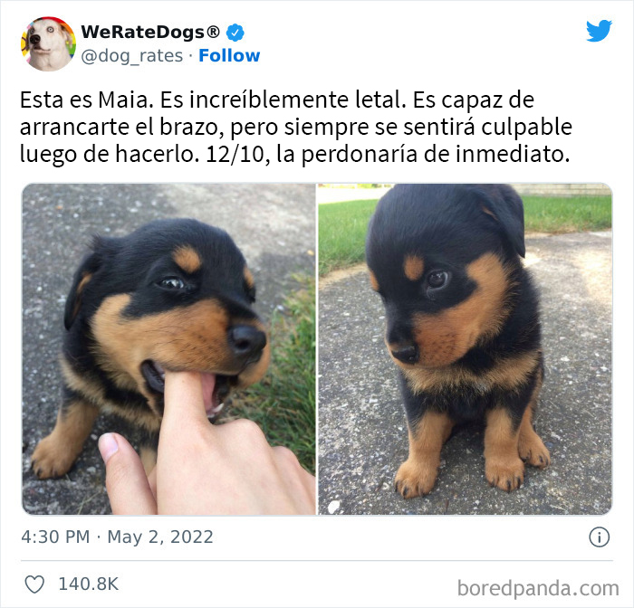 The “WeRateDogs” Twitter Account With 9M Followers Rates People's Dogs, And It's As Hilarious As It Is Wholesome (50 New Pics)