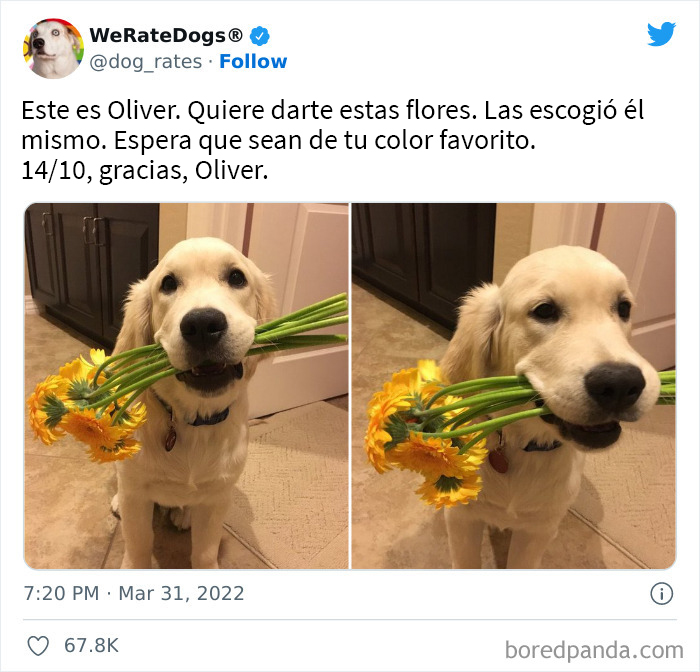 The “WeRateDogs” Twitter Account With 9M Followers Rates People's Dogs, And It's As Hilarious As It Is Wholesome (50 New Pics)