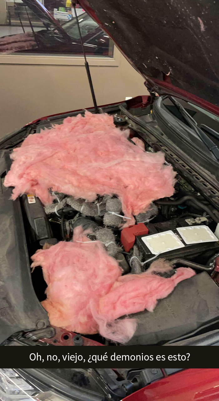 El cliente afirma que un conocido le dijo que ayudaría a mantener las ratas fuera del compartimento del motor. Nuevo modelo de Toyota Camry