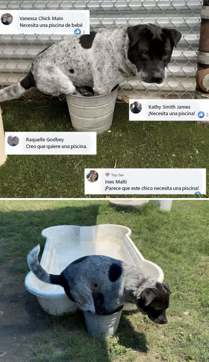 De darle una piscina al perro