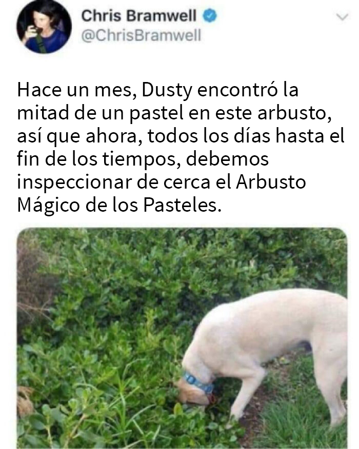 El Arbusto Mágico de los Pasteles