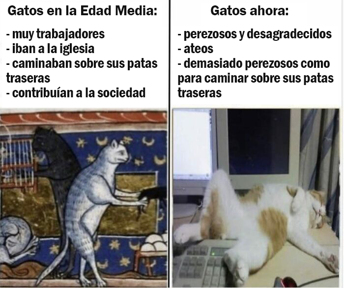 Mi gato va a ser atleta olímpico