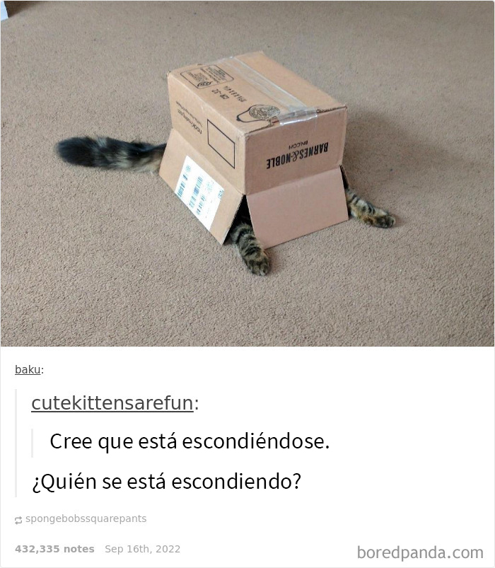 Comentario reconfortante sobre un gato