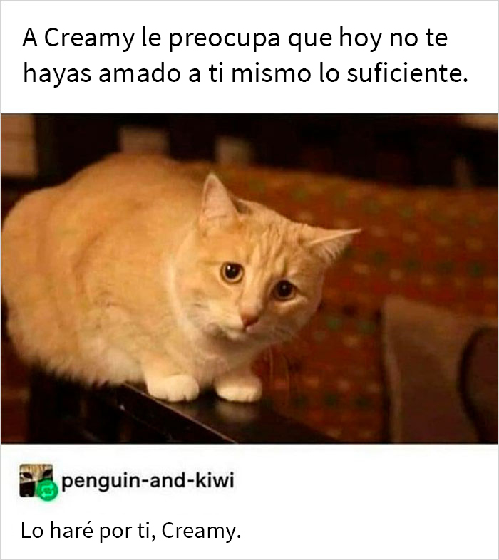 Gato reconfortante