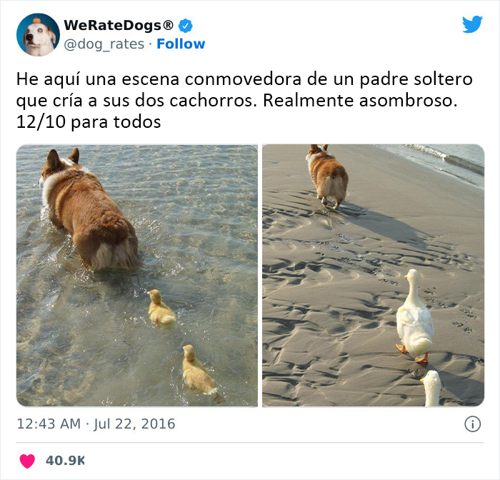 Orgulloso papá Corgi