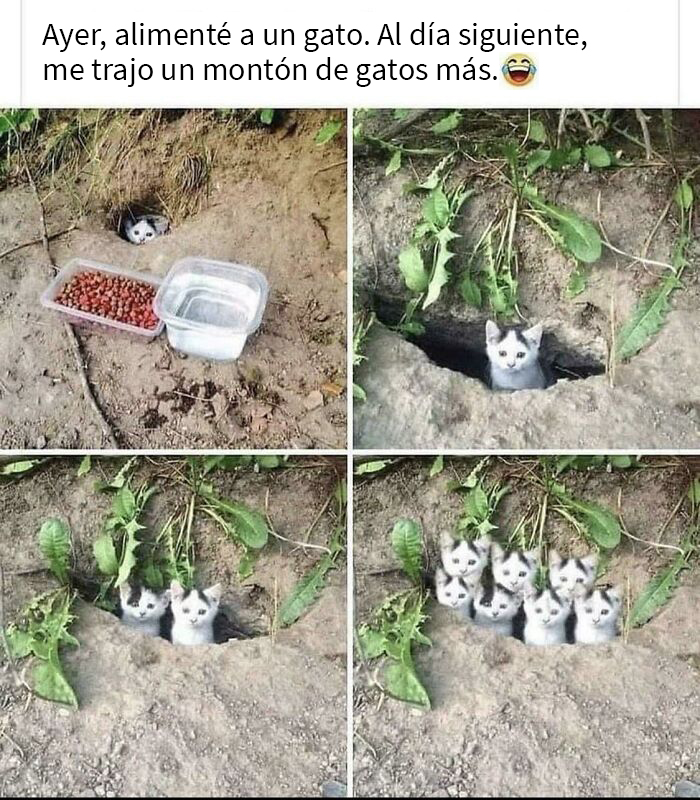 ¡Qué gatos tan lindos!