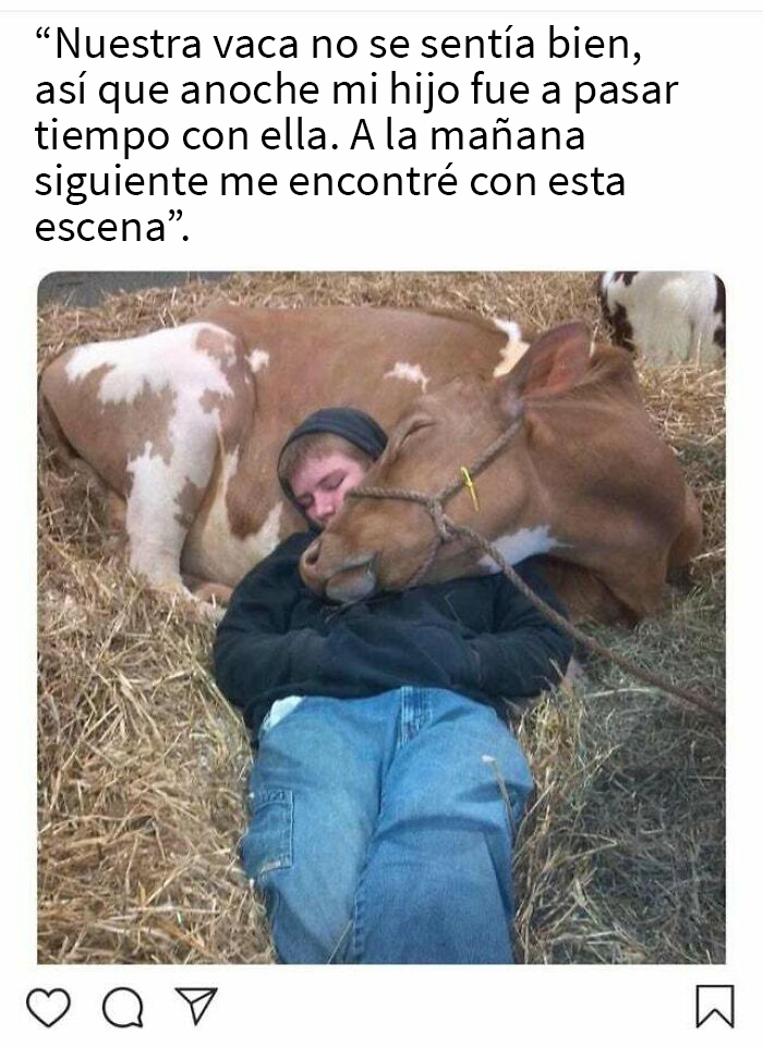 Una vaca se quedó dormida después de que un niño la fuera a consolar cuando no se sentía bien