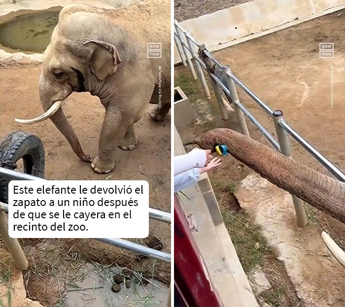 Un elefante le devuelve el zapato a un niño que lo perdió en el recinto del zoo