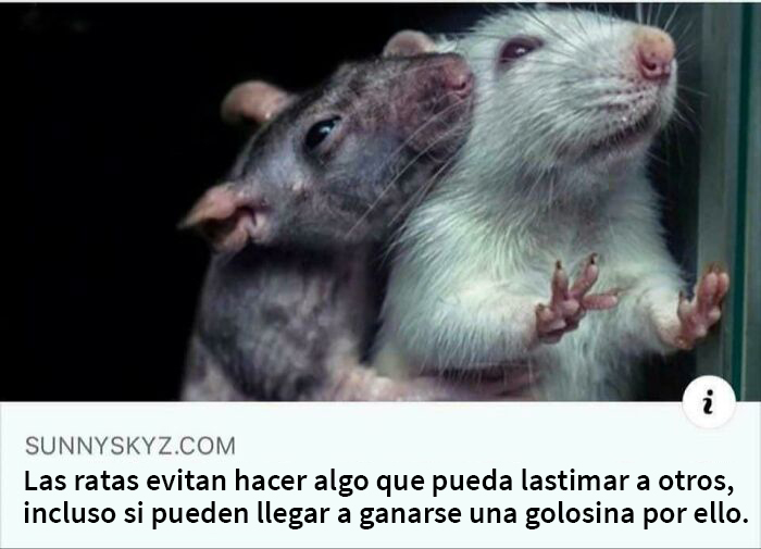 Las ratas evitan hacer daño a los demás