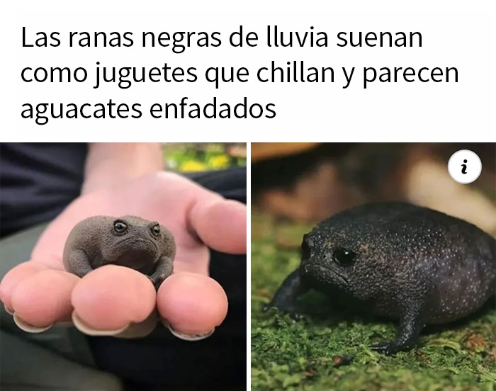 Aguacate enfadado