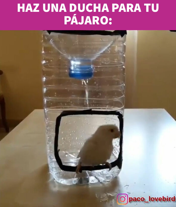 Cómo hacer una ducha para un pájaro pequeño