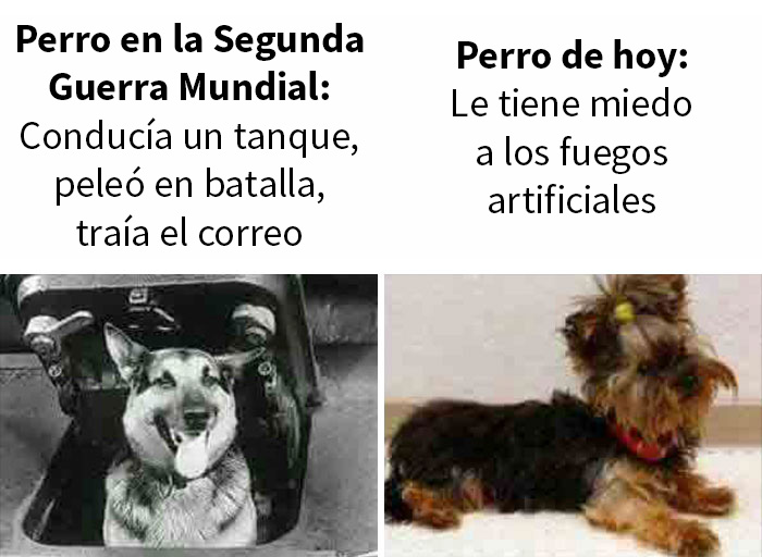 Ni siquiera los perros están a salvo