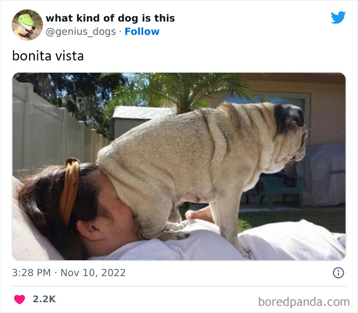 "What Kind Of Dog Is This": 50 Hilarious Dog Photos To Put A Smile On Your Face, As Shared On This Twitter Page (New Pics)