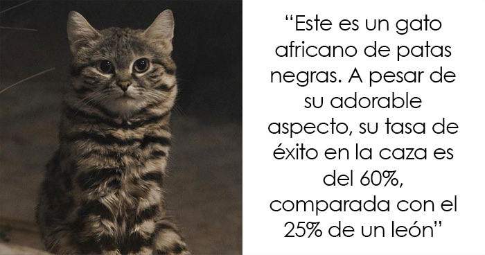 30 Datos poco conocidos sobre animales que te encantarán