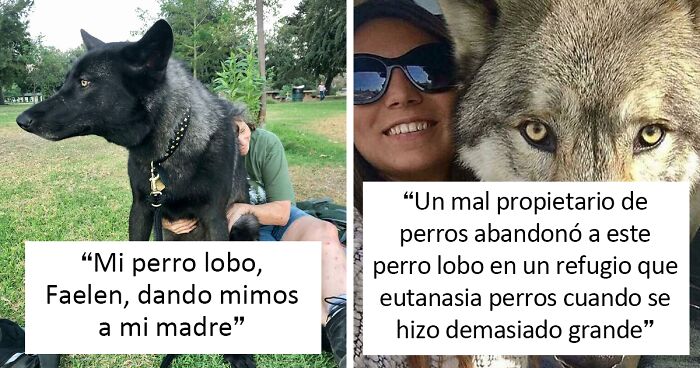 45 Perros parecidos a los lobos que en realidad son grandes y cariñosos  peluditos | Bored Panda