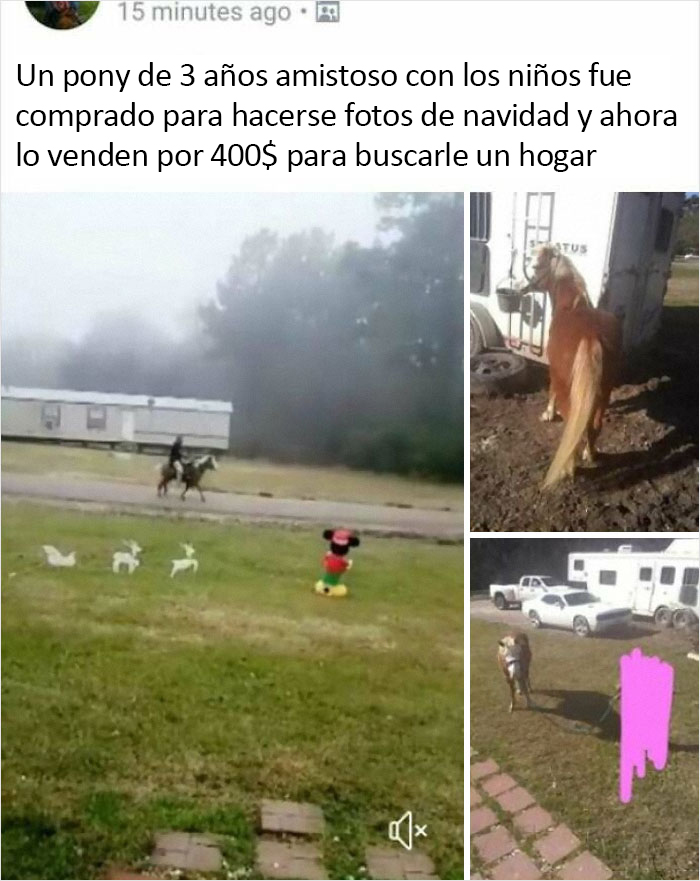 Intentar vender un poni no es de mal gusto, pero comprarlo sólo para hacerse fotos sí lo es