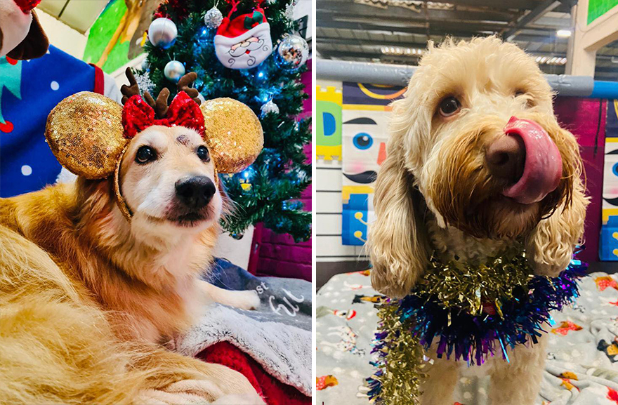 En esta guardería canina los perros también celebran la Navidad