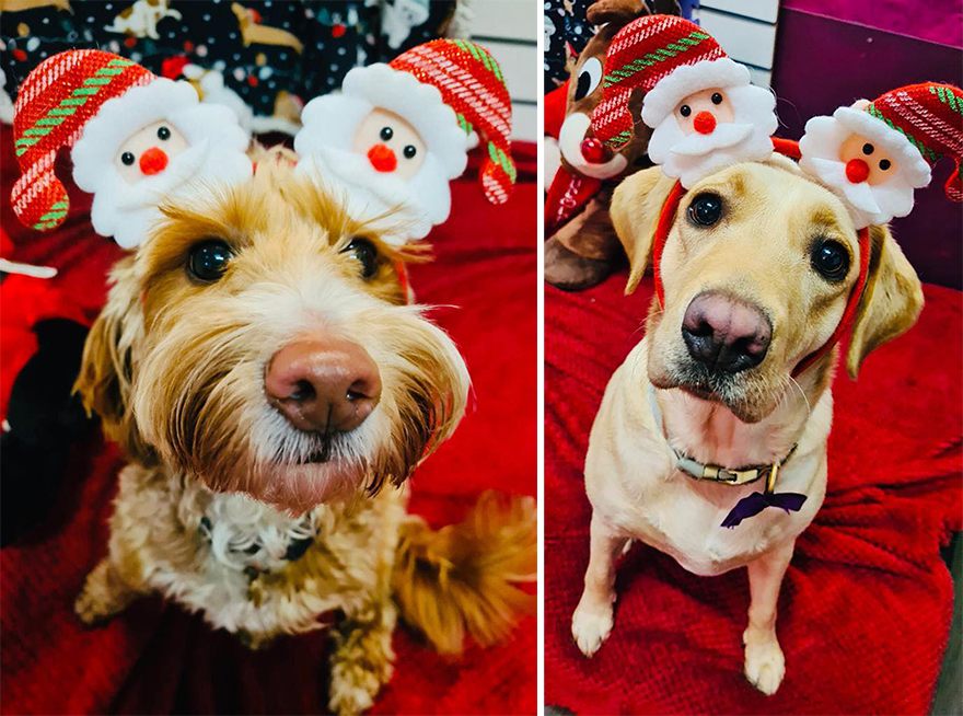 En esta guardería canina los perros también celebran la Navidad