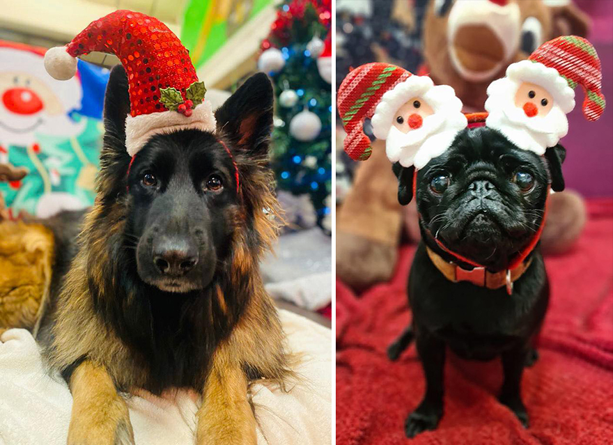 En esta guardería canina los perros también celebran la Navidad