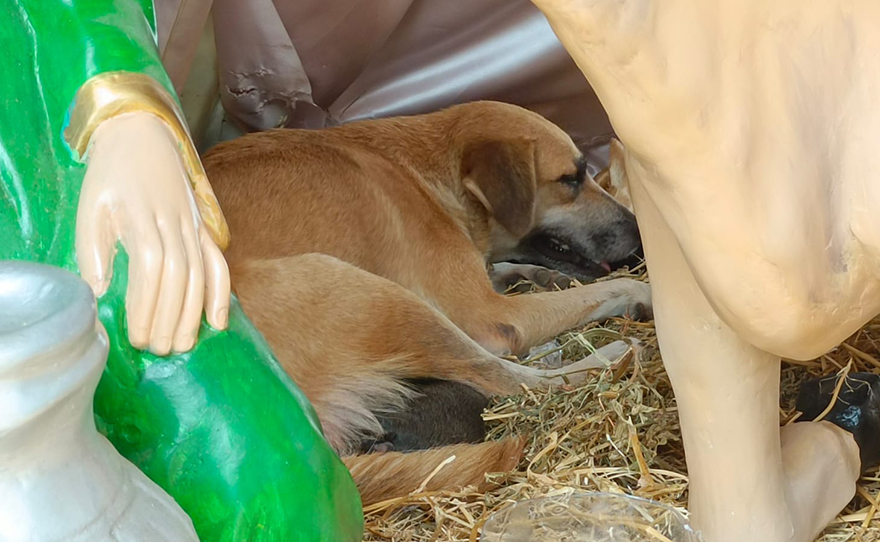 Esta mamá perro sorprendió a todos dando a luz a sus cachorritos en un Nacimiento en Palenque, México