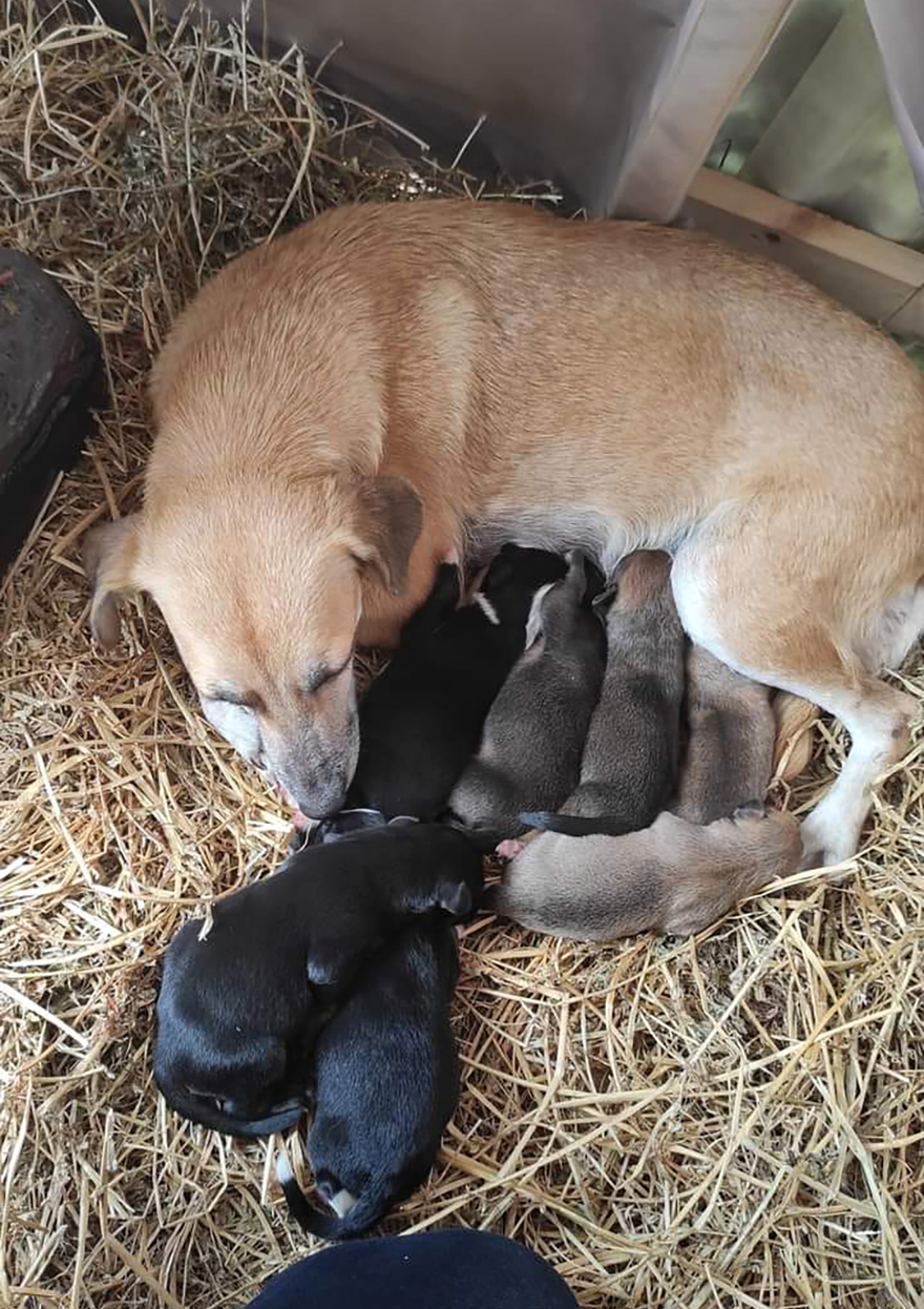 Esta mamá perro sorprendió a todos dando a luz a sus cachorritos en un Nacimiento en Palenque, México