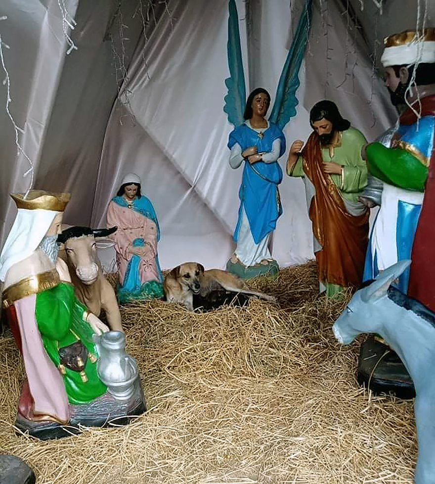 Esta mamá perro sorprendió a todos dando a luz a sus cachorritos en un Nacimiento en Palenque, México