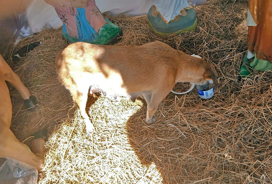 Esta mamá perro sorprendió a todos dando a luz a sus cachorritos en un Nacimiento en Palenque, México