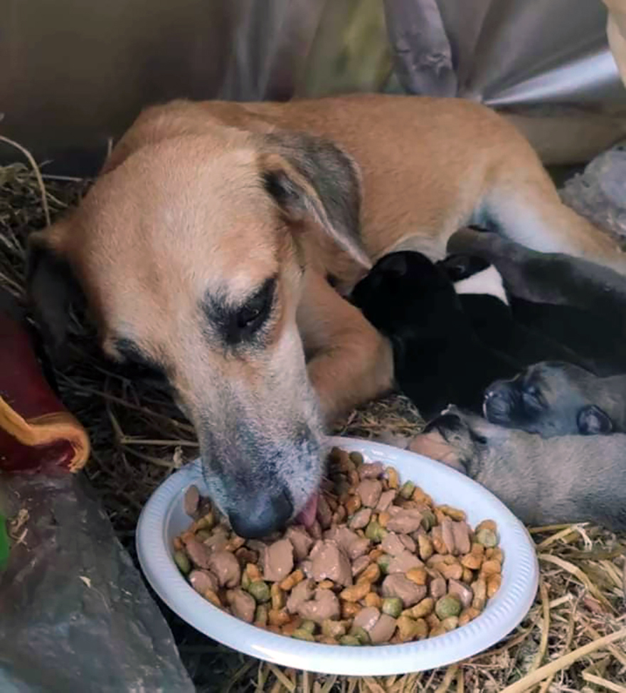 Esta mamá perro sorprendió a todos dando a luz a sus cachorritos en un Nacimiento en Palenque, México