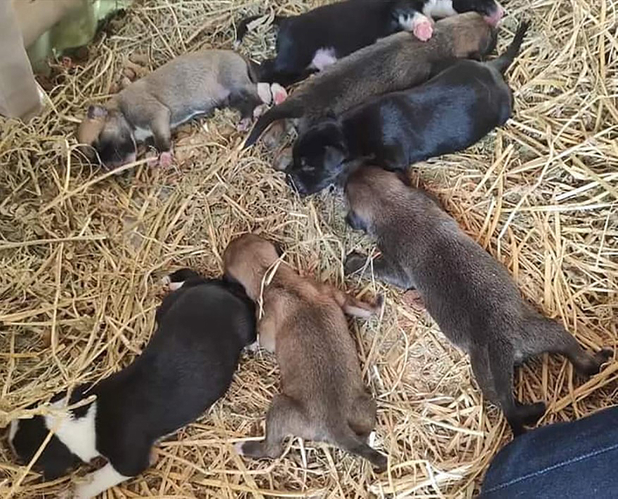 Esta mamá perro sorprendió a todos dando a luz a sus cachorritos en un Nacimiento en Palenque, México