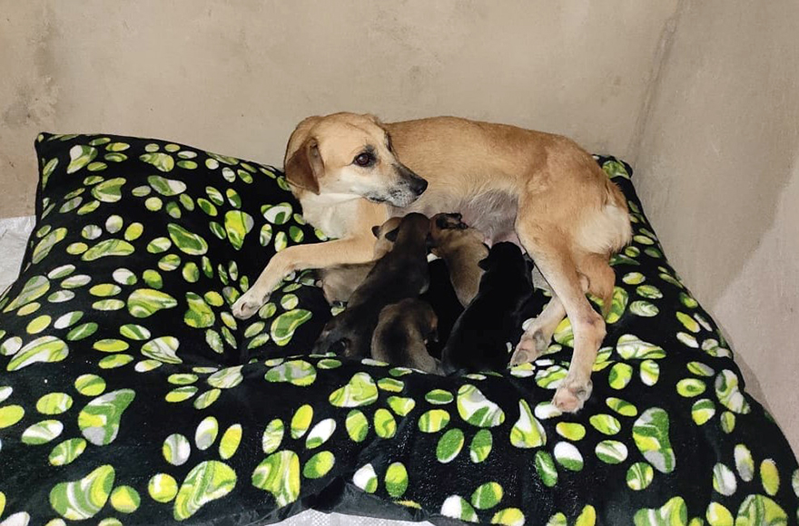 Esta mamá perro sorprendió a todos dando a luz a sus cachorritos en un Nacimiento en Palenque, México