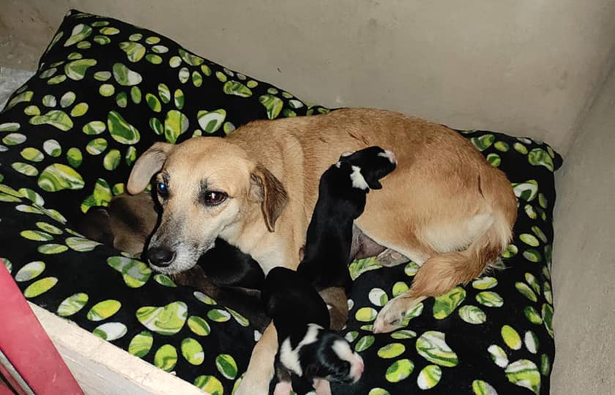 Esta mamá perro sorprendió a todos dando a luz a sus cachorritos en un Nacimiento en Palenque, México
