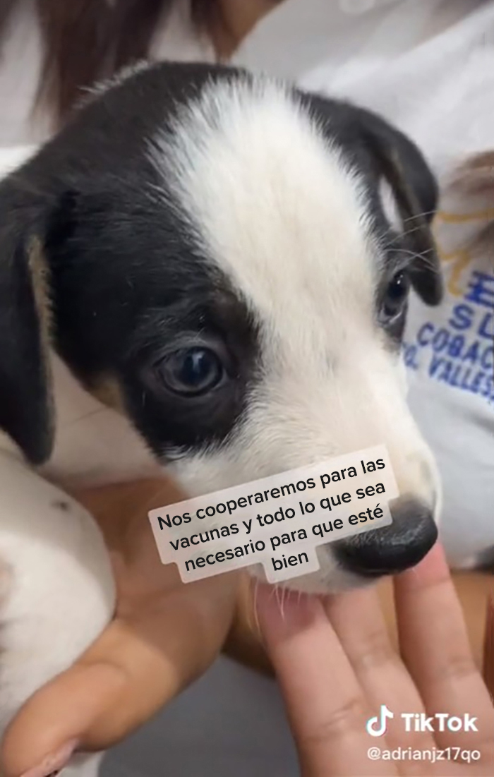 Esta escuela mexicana decidió adoptar a un perrito después de que lo encontraran abandonado, y todos los estudiantes cooperan para ayudarlo