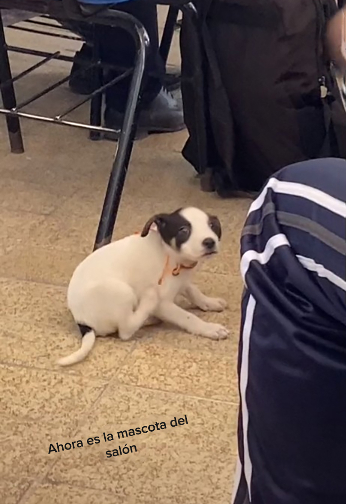 Esta escuela mexicana decidió adoptar a un perrito después de que lo encontraran abandonado, y todos los estudiantes cooperan para ayudarlo