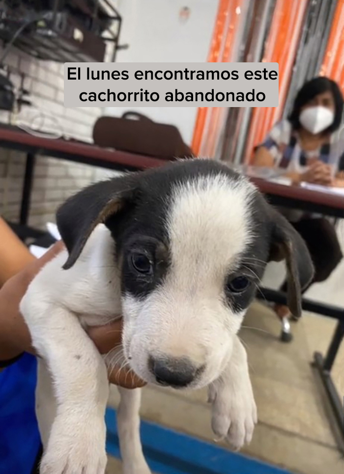 Esta escuela mexicana decidió adoptar a un perrito después de que lo encontraran abandonado, y todos los estudiantes cooperan para ayudarlo