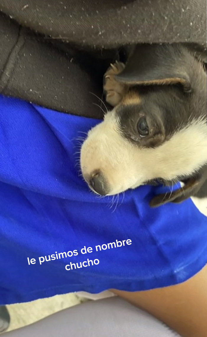 Esta escuela mexicana decidió adoptar a un perrito después de que lo encontraran abandonado, y todos los estudiantes cooperan para ayudarlo